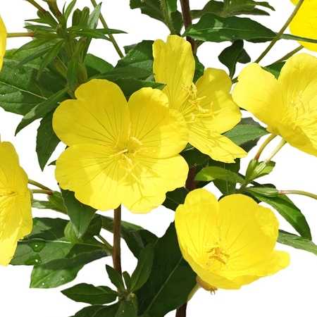 Evening Primrose Organic Carrier Oil